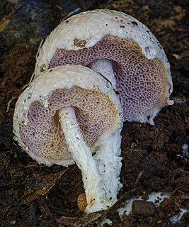 <i>Austroboletus</i> Genus of fungi