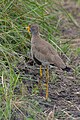 * Предлог African wattled lapwing (Vanellus senegallus), Lake Mburo National Park, Uganda --Poco a poco 13:29, 29 May 2024 (UTC) * Поддршка  Support Good quality. --Mike Peel 06:38, 30 May 2024 (UTC)