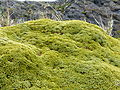 Azorella compacta (yareta) en la Isla H, Ushuaia, Argentina.JPG
