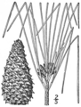 1.9. Pinus taeda Fig. 139