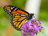 Parte inferior del ala de Danaus plexippus, falta la línea del arco negro en el ala trasera