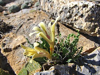 <i>Babiana cinnamomea</i> Species of flowering plant