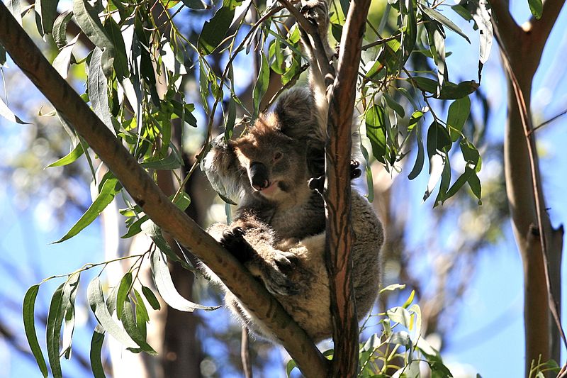 File:Baby Bear (Koala) (6758915095).jpg