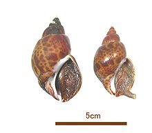 Two live but retracted individuals of Babylonia japonica Babylonia japonica01.JPG