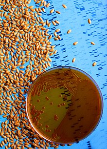 Bacteria used to make wheat seeds nearly immune to wheat take-all.jpg