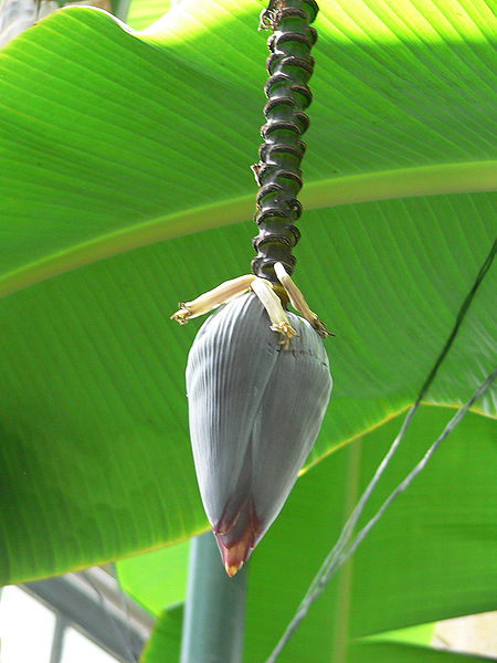 Bracts along a banana flower stalk surround the rows of flowers