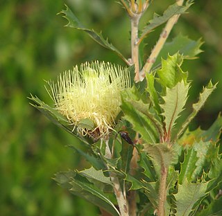 <i>Banksia anatona</i> Species of flowering plant in the family Proteaceae native to Western Australia