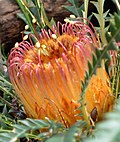 Thumbnail for Banksia nivea