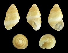 Barleeia tropica, shell, banded form