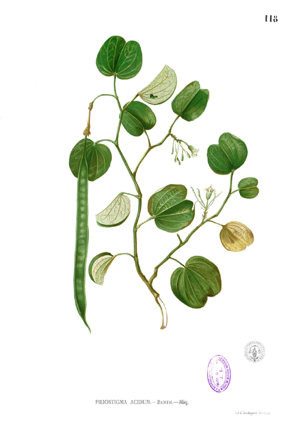 File:Bauhinia sp Blanco1.118.png