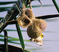 Baltsend mannetje bij nest in aanbouw