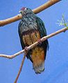 Beautiful Fruit Dove