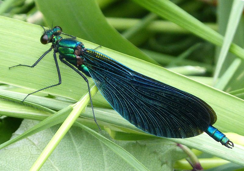 File:Beautiful Demoiselle0 - Flickr - gailhampshire.jpg