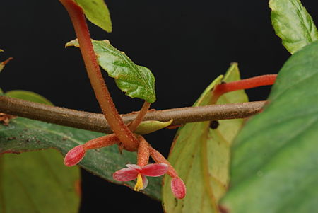 Tập_tin:Begonia_oxyanthera_Warb._1.JPG