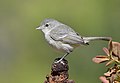 Bell's Vireo (34056428355).jpg