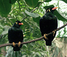 The common hill myna is sexually monomorphic, meaning that the external appearance of males and females is very similar. Beo-2.jpg