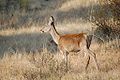 Deer (Cervus elaphus)