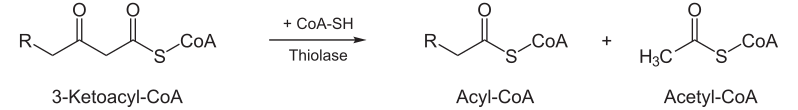 File:Beta-Oxidation4.svg