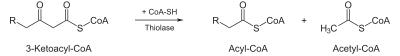 4) 3-oxoacyl-CoA – Ac-CoA + acyl-CoA(-2C)