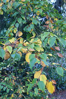 <i>Betula dahurica</i> Species of plant