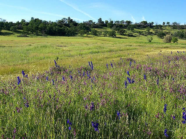 Butte County is home to Bidwell Park in Chico, one of the largest municipal parks in the United States