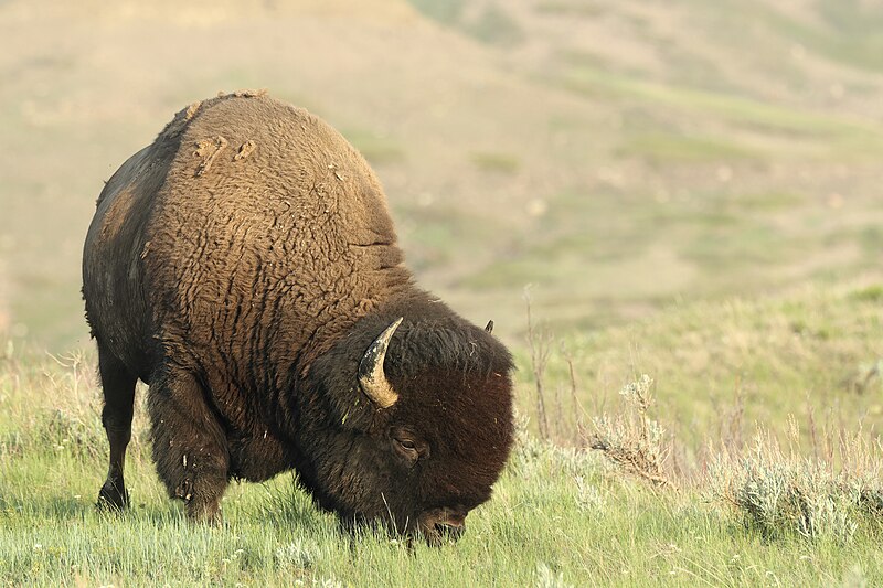 File:Bison bison bison GNP 04.jpg