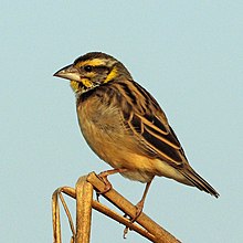 Tejedor de pecho negro (Ploceus benghalensis) no reproductivo.jpg