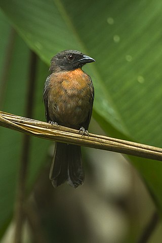 <span class="mw-page-title-main">Black-cheeked ant tanager</span> Species of bird