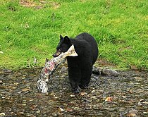 Black Bear Caught A Salmon.jpg
