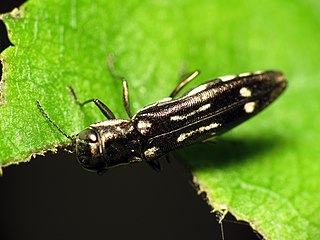 <i>Agrilus obsoletoguttatus</i> Species of beetle