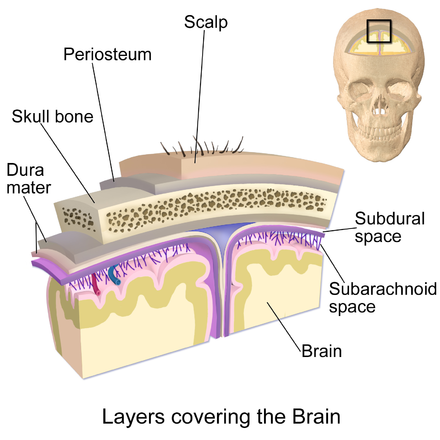 Illustration of the scalp and meninges