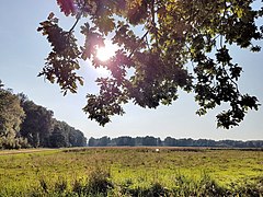 Blick auf die Wiesen in der Wentorfer Lohe