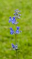 Bloemen van Nepeta racemosa 'Walker's Low'. Locatie, Tuinreservaat Jonkervallei.