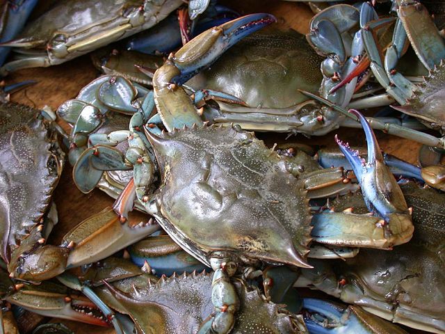 Description de l'image Blue crab on market in Piraeus - Callinectes sapidus Rathbun 20020819-317.jpg.