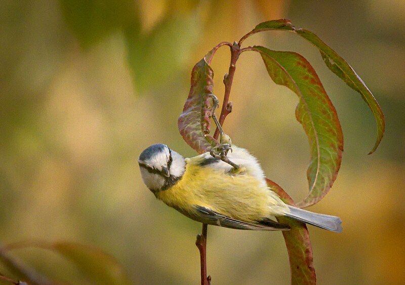 File:Blue tit (47416940712).jpg