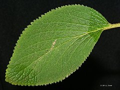 Leaf detail