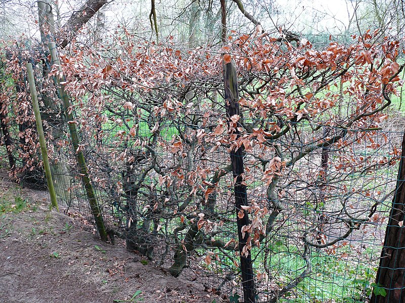 File:Bornem Brandheide Beuken afsluitingshaag kapelhof (5) - 193459 - onroerenderfgoed.jpg