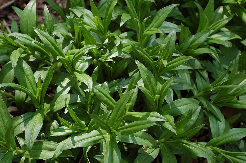 File:Bottle Gentian Gentiana clausa Leaves 3008px.JPG