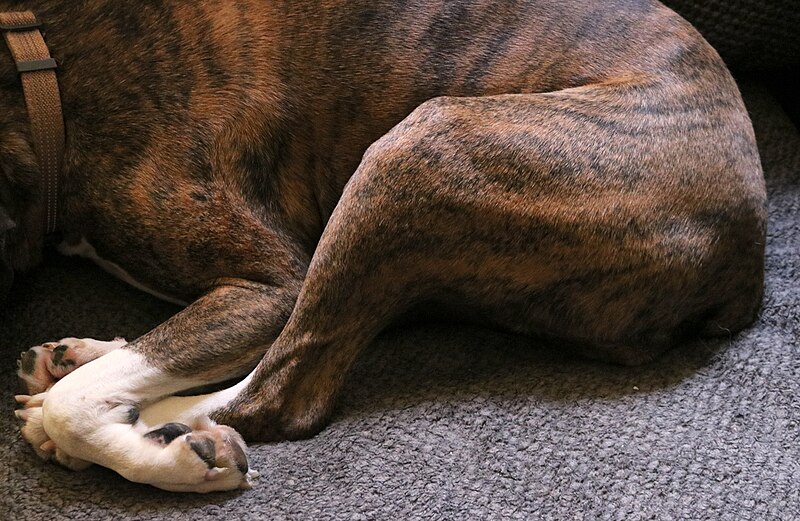 File:Boxer Dog Reference for Sculpture 025.jpg