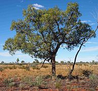 Brachychiton gregorii