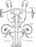 Thumbnail for File:Brain and spinal cord; a manual for the study of the morphology and fibre-tracts of the central nervous system (1912) (14761960594).jpg