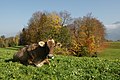 * Nomination Autumn in Vorarlberg --Böhringer 13:19, 28 October 2008 (UTC) * Decline Not so sharp and part of the cow in dark shadow --B.navez 14:11, 3 November 2008 (UTC)