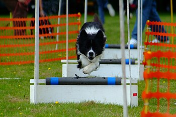 Breeze the Border Collie flyball training