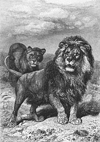 Panthera leo melanochaitus - Wikipedia, la enciclopedia libre