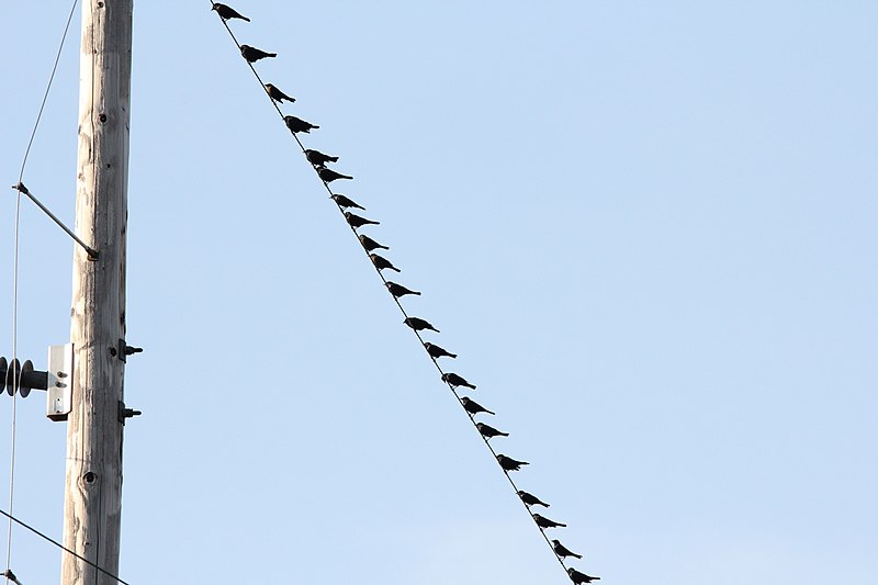 File:Brewer's Blackbirds, part of 180 individuals, Old Rice Lake Muck Flats, September 11, 2012 (7978128118).jpg