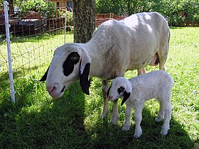 Pecora con il suo agnello di pochi giorni.