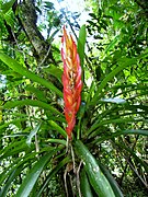 Bromélia (Bromeliaceae) na trilha Temimina Jani Pereira (37).jpg