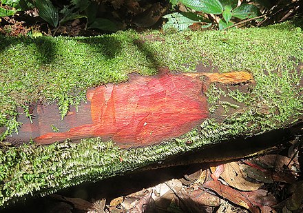 Bloodwood of Brosimum rubescens Brosimum rubescens (16984459067).jpg