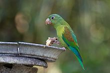 In Panama Brotogeris jugularis -Panama -feeding-8.jpg