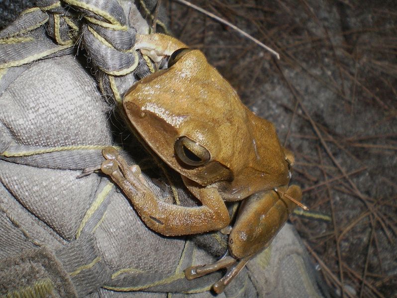 File:Brown Tree Frog (Polypedates megacephalus) 斑腿泛樹蛙6.jpg